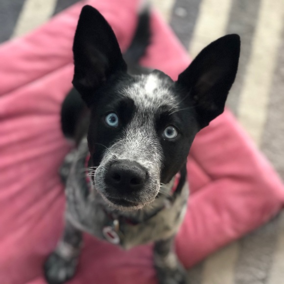bluedogmama